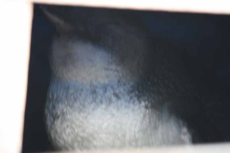 Nieuw-Zeeland 2011 - 2003